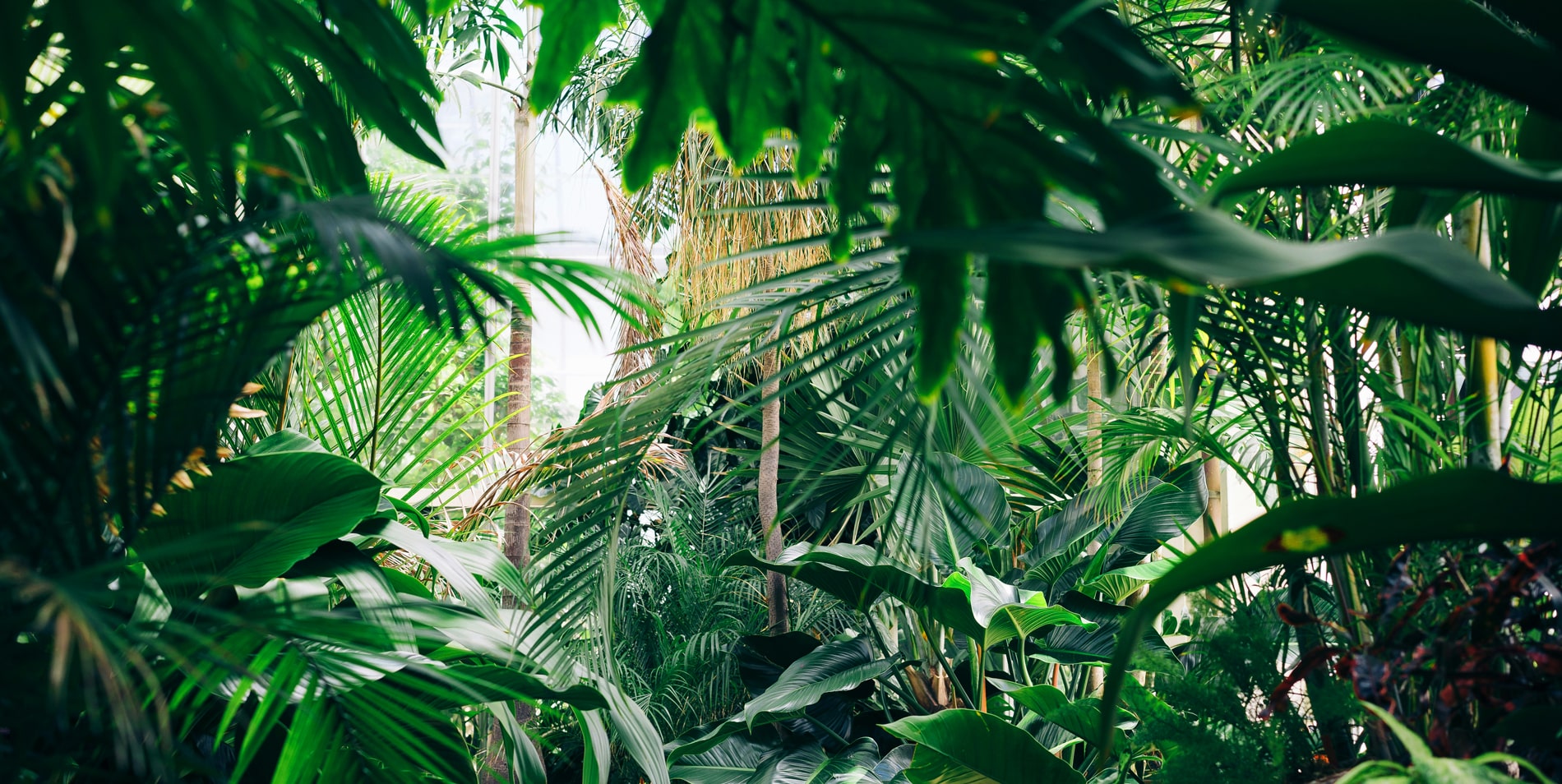 Exciting News – The Plant Barn is Opening Next Week! 🌿
